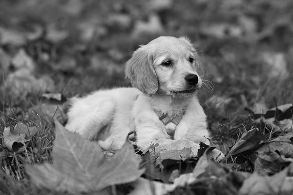 Découvrez les recettes de daniel pour le bien-être de vos animaux