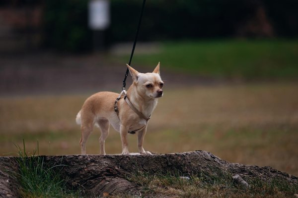 Le coût de formation d'un chien de police