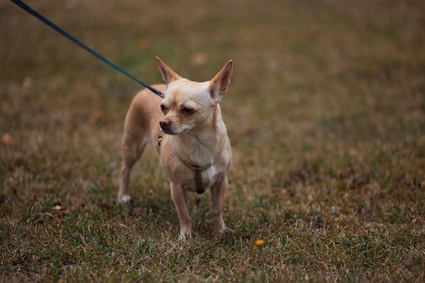 Les serpents et la mode : une source d'inspiration?