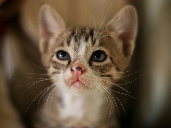 Cuisiner pour votre chat avec vos enfants