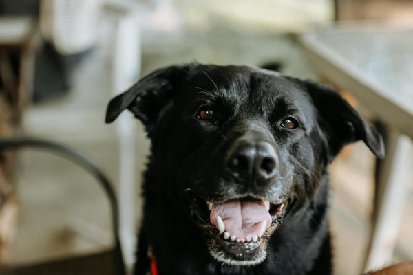 Les recettes de daniel : la qualité au service de vos animaux