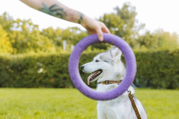 Jouet pour chien interactif : le secret pour stimuler votre compagnon